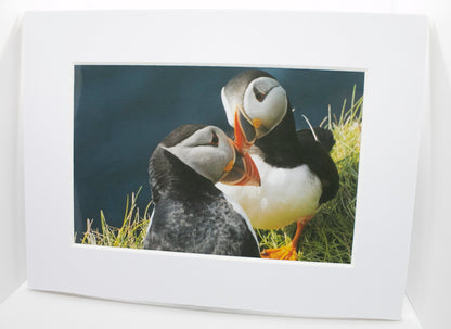 Puffins Rubbing Beaks Mounted Photo Print - Scotland wildlife photography