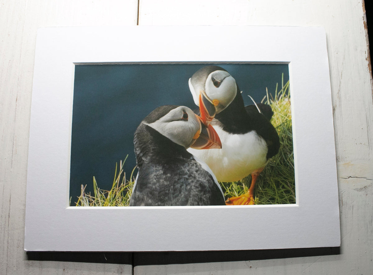 Puffins Rubbing Beaks Mounted Photo Print - Scotland wildlife photography