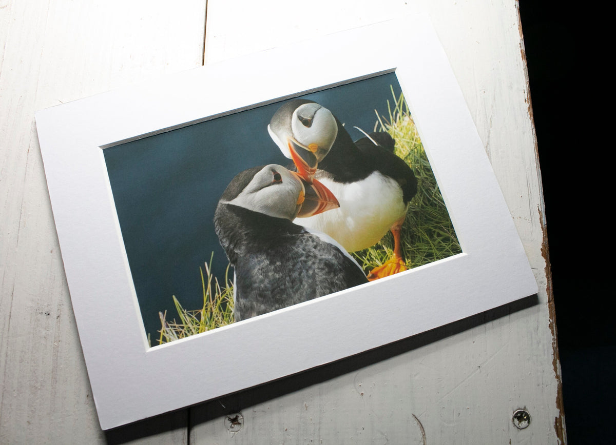 Puffins Rubbing Beaks Mounted Photo Print - Scotland wildlife photography