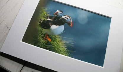 Puffins Double Trouble Mounted Photo Print - Scotland wildlife photography