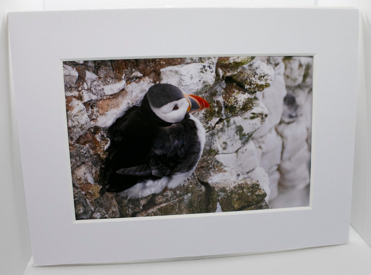 Puffin on Cliff Mounted Photo Print - Scotland wildlife photography