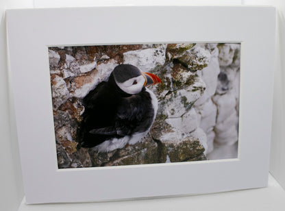 Puffin on Cliff Mounted Photo Print - Scotland wildlife photography