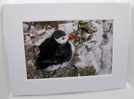 Puffin on Cliff Mounted Photo Print - Scotland wildlife photography