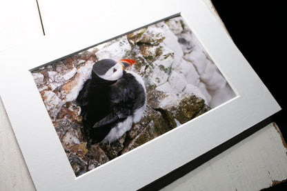 Puffin on Cliff Mounted Photo Print - Scotland wildlife photography