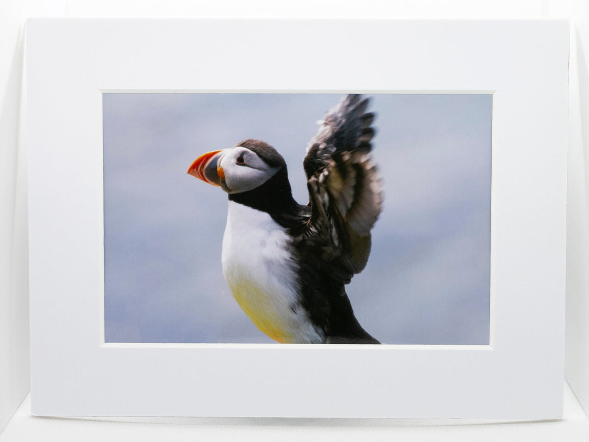 Puffin Stretch Mounted Photo Print - Scotland wildlife photography