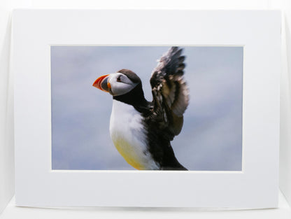 Puffin Stretch Mounted Photo Print - Scotland wildlife photography