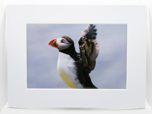 Puffin Stretch Mounted Photo Print - Scotland wildlife photography