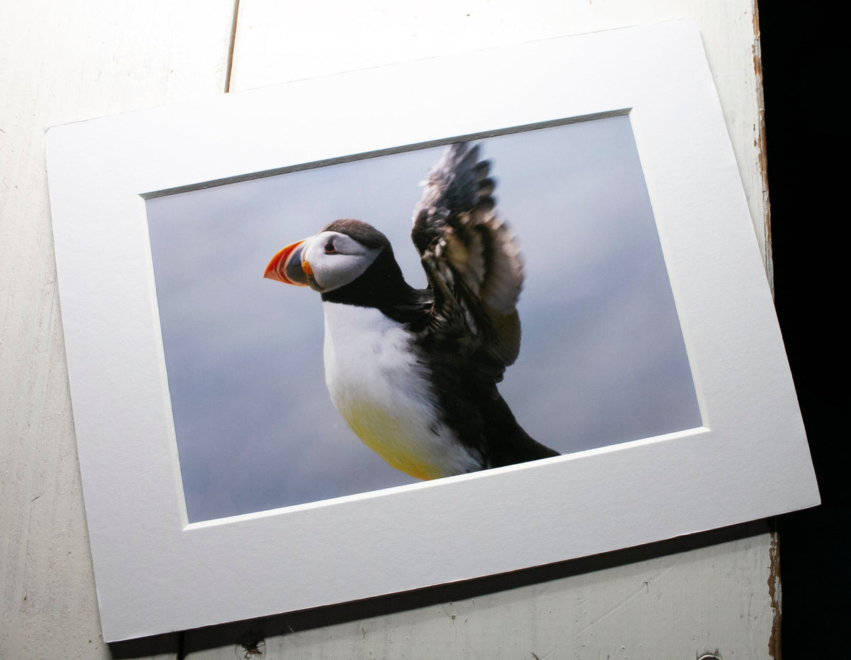 Puffin Stretch Mounted Photo Print - Scotland wildlife photography