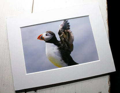 Puffin Stretch Mounted Photo Print - Scotland wildlife photography
