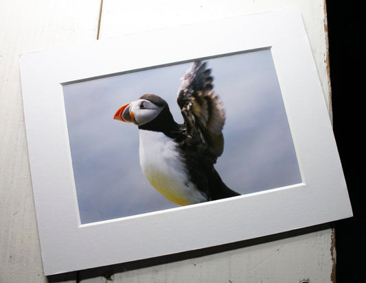 Puffin Stretch Mounted Photo Print - Scotland wildlife photography