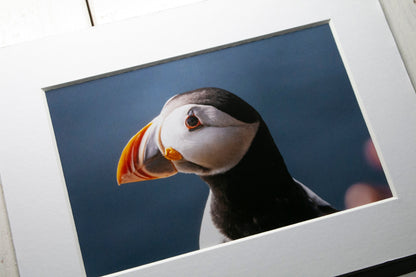 Puffin Portrait Side View Mounted Photo Print - Scotland wildlife photography