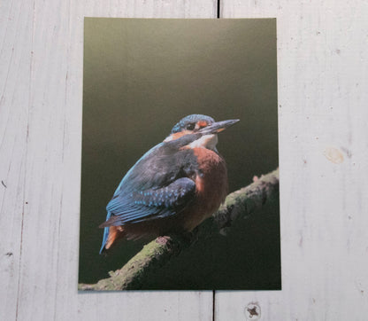 Kingfisher Postcard - UK wildlife photography