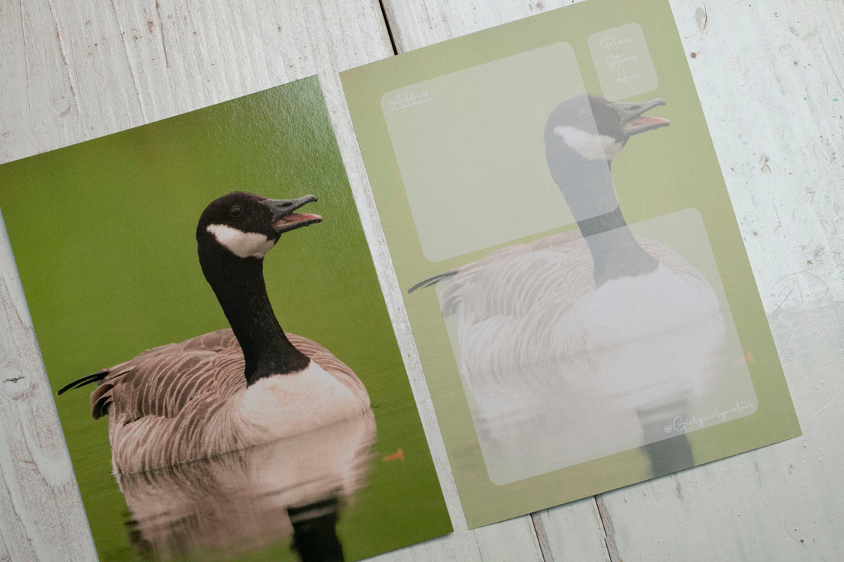 Canada Goose Postcard - UK wildlife photography