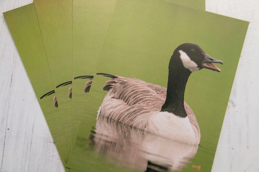 Canada Goose Postcard - UK wildlife photography