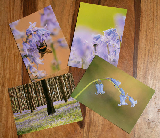 Bluebells Mixed Postcard Pack - UK wildflower photography