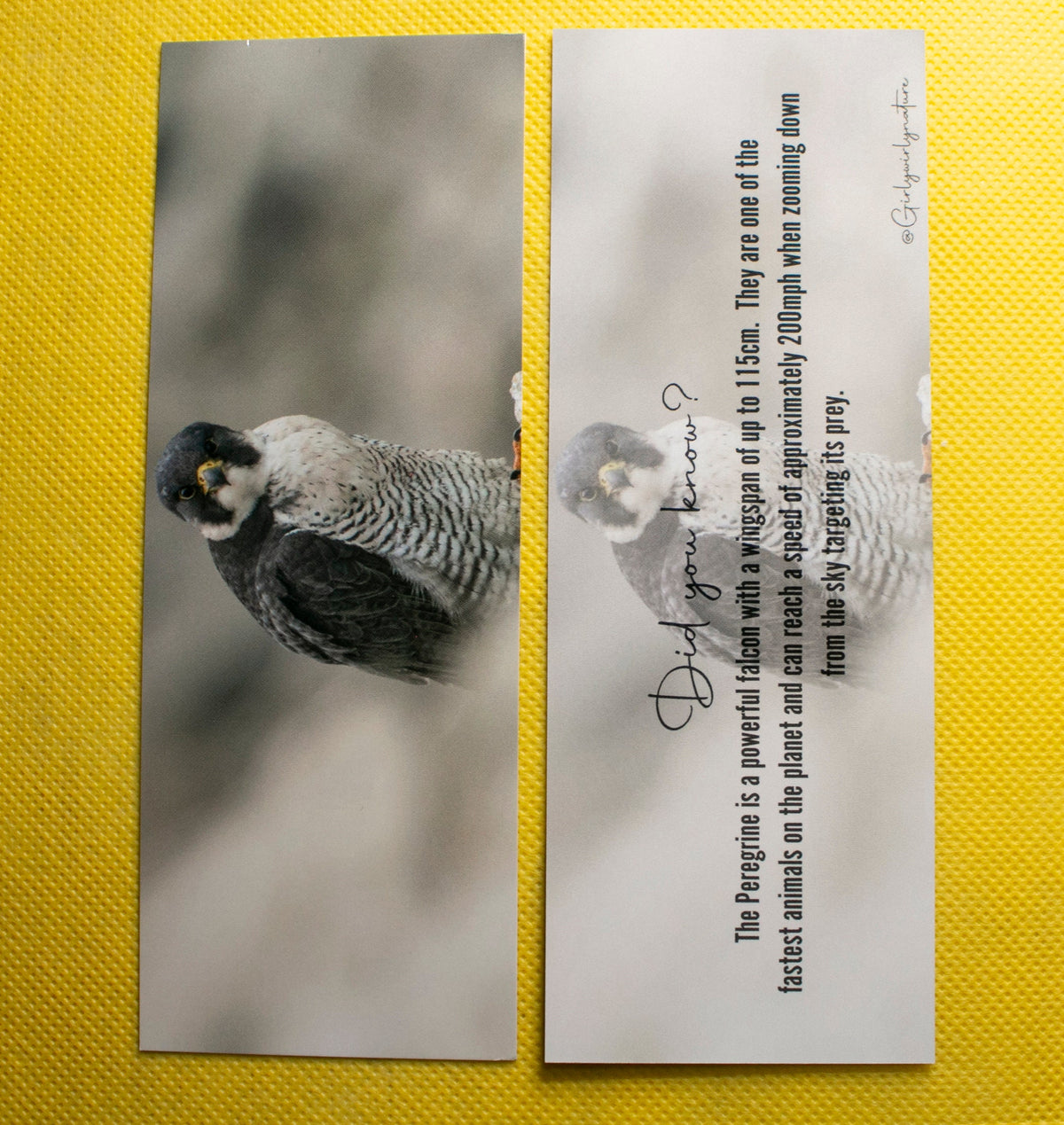 Peregrine Falcon Bookmark - Dorset wildlife photography