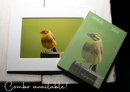 Yellowhammer Mounted Photo Print - Scotland wildlife photography