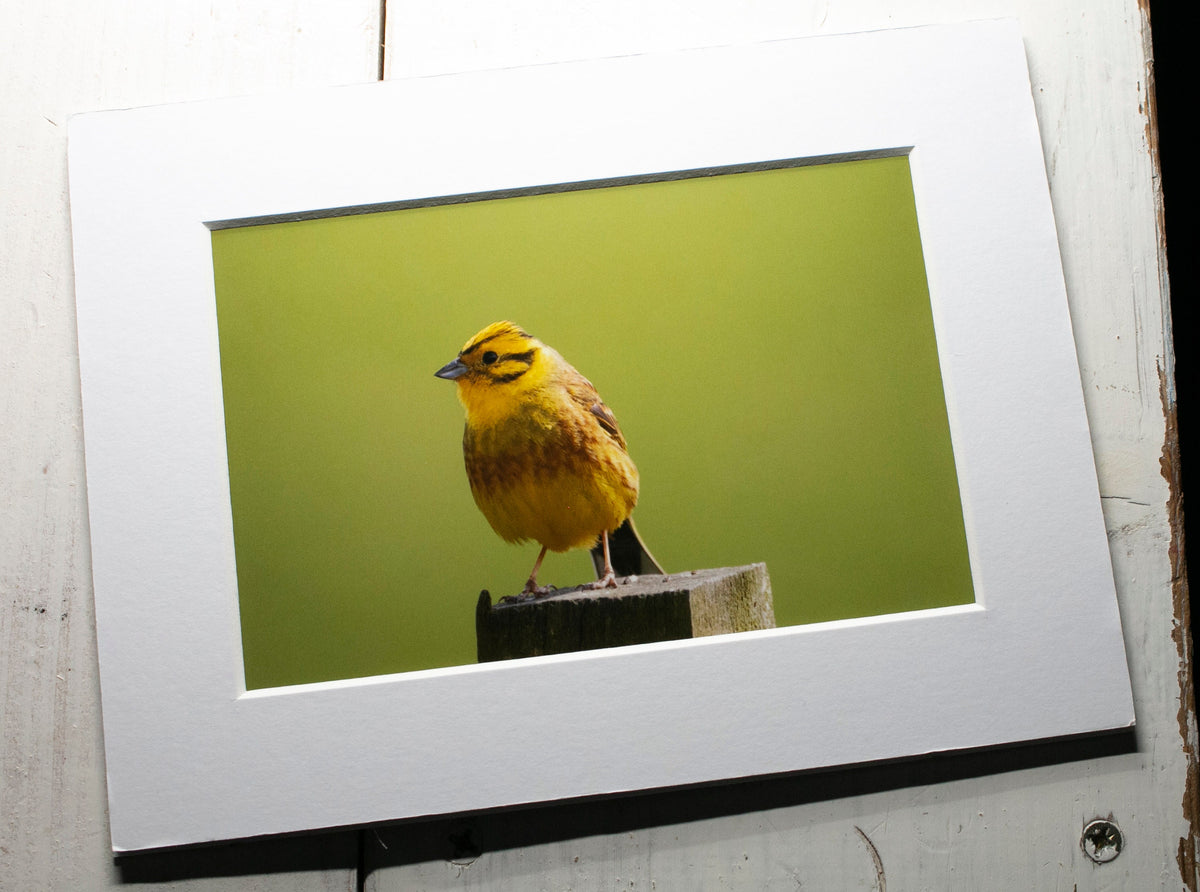 Yellowhammer Mounted Photo Print - Scotland wildlife photography