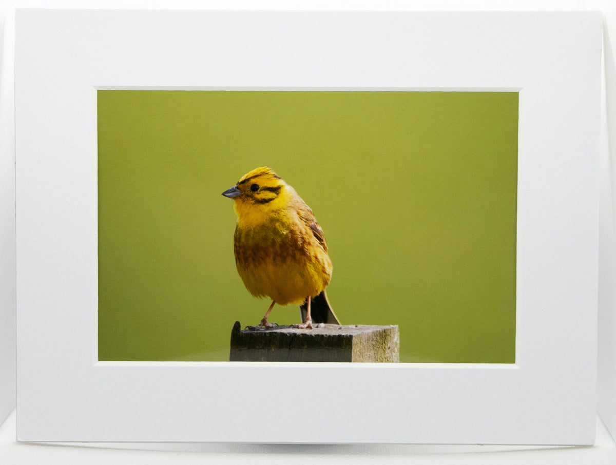 Yellowhammer Mounted Photo Print - Scotland wildlife photography