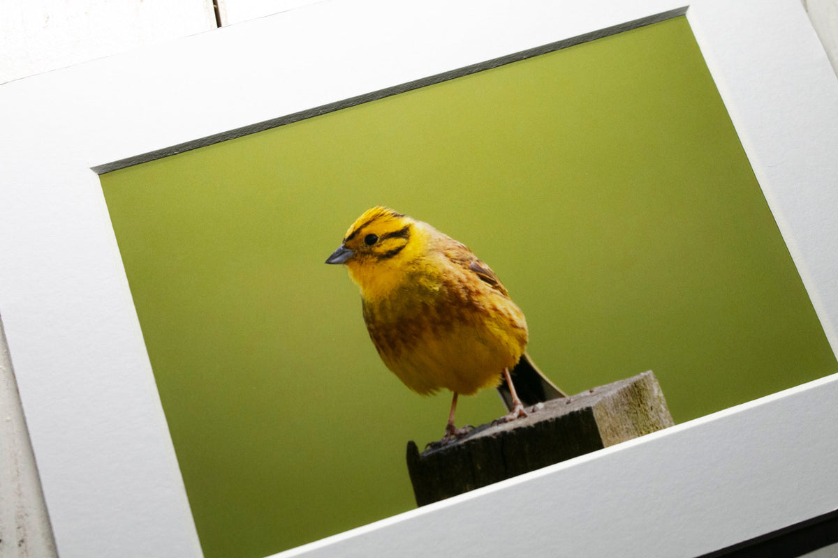 Yellowhammer Mounted Photo Print - Scotland wildlife photography
