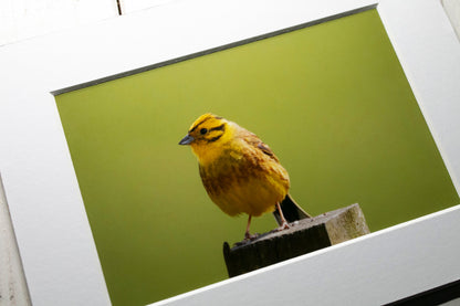 Yellowhammer Mounted Photo Print - Scotland wildlife photography