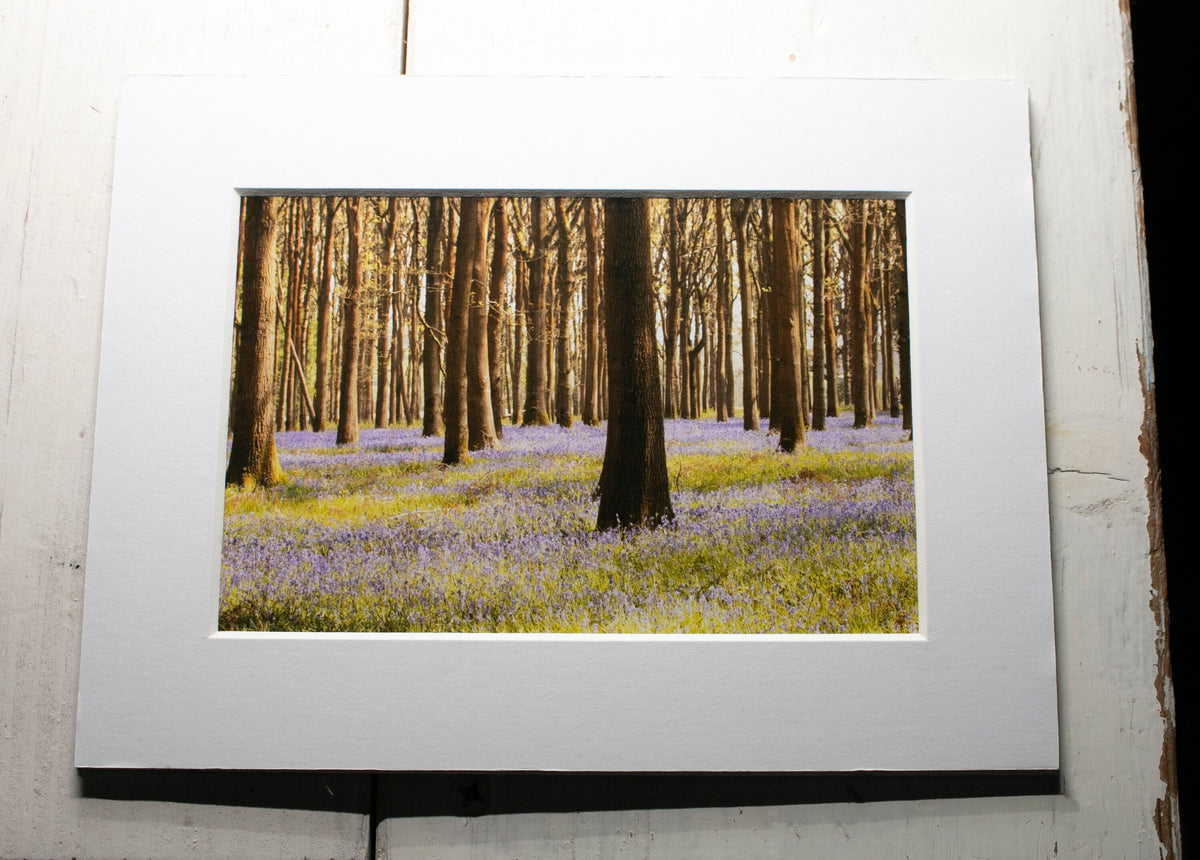 Bluebells Mounted Photo Print - South Gloucestershire wildflower photography