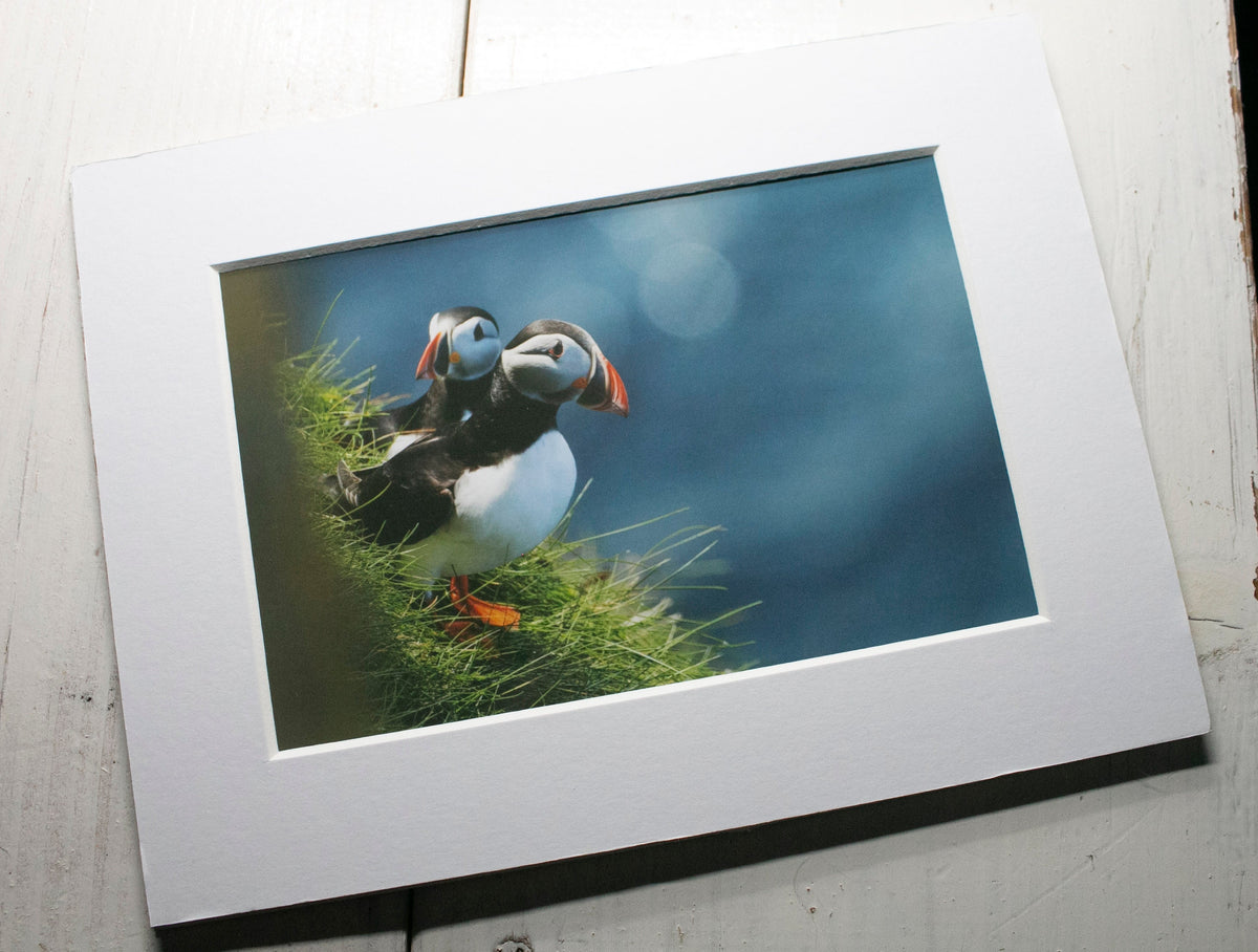 Puffins Double Trouble Mounted Photo Print - Scotland wildlife photography