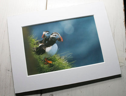 Puffins Double Trouble Mounted Photo Print - Scotland wildlife photography