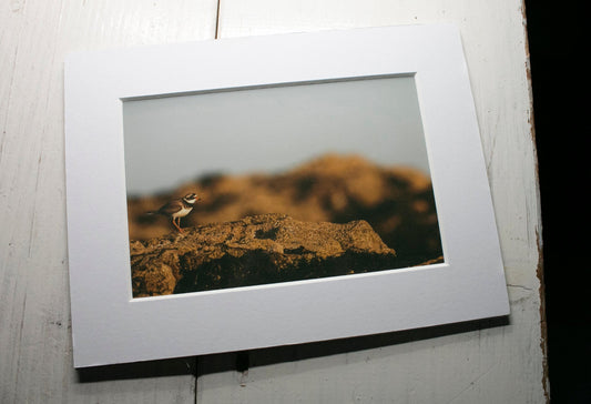 Ringed Plover Wader Mounted Photo Print - beach wildlife photography