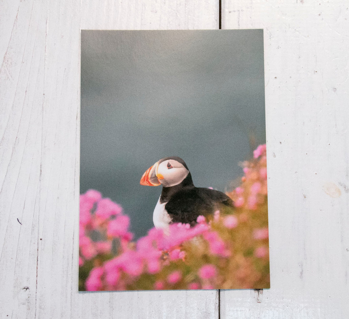 Puffin Sea Pinks Postcard - UK wildlife photography