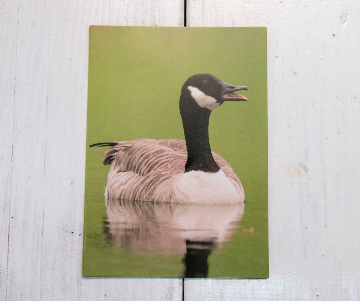 Canada Goose Postcard - UK wildlife photography