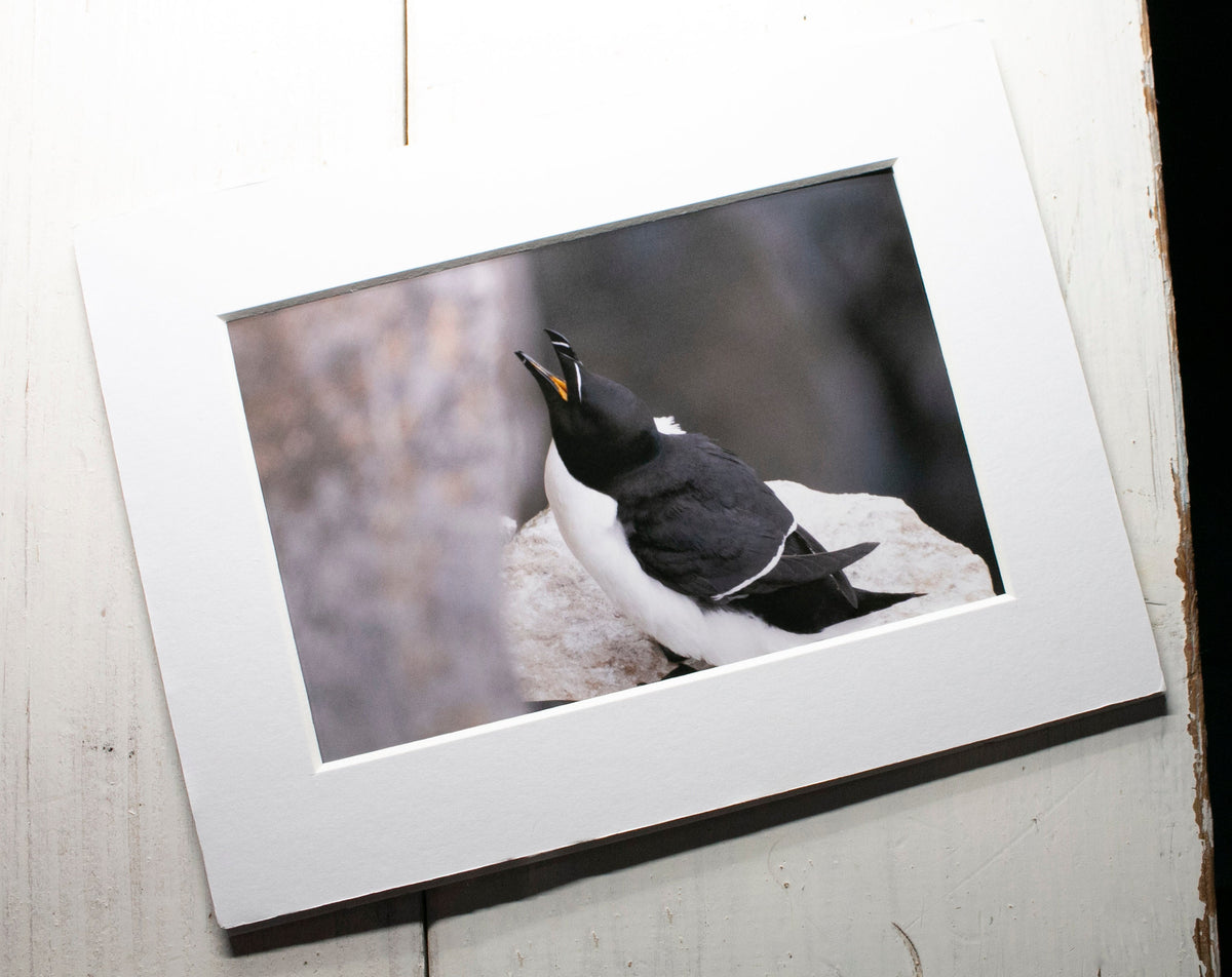 Razorbill Seabird Mounted Photo Print - Scotland wildlife photography