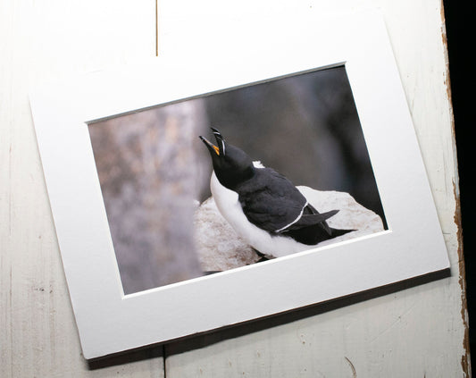 Razorbill Seabird Mounted Photo Print - Scotland wildlife photography