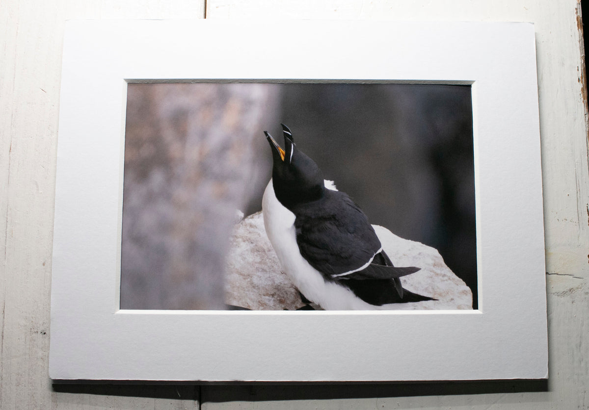 Razorbill Seabird Mounted Photo Print - Scotland wildlife photography