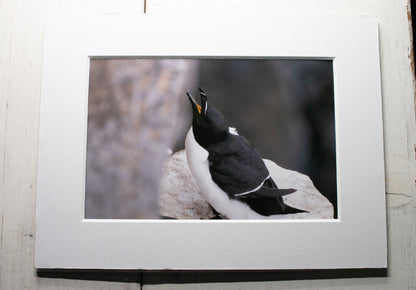Razorbill Seabird Mounted Photo Print - Scotland wildlife photography