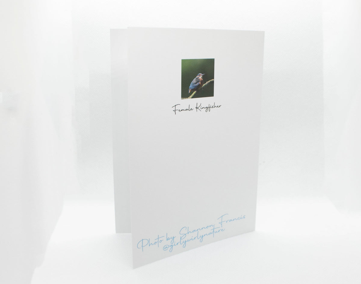 Kingfisher Greetings Card - Wales wildlife photography