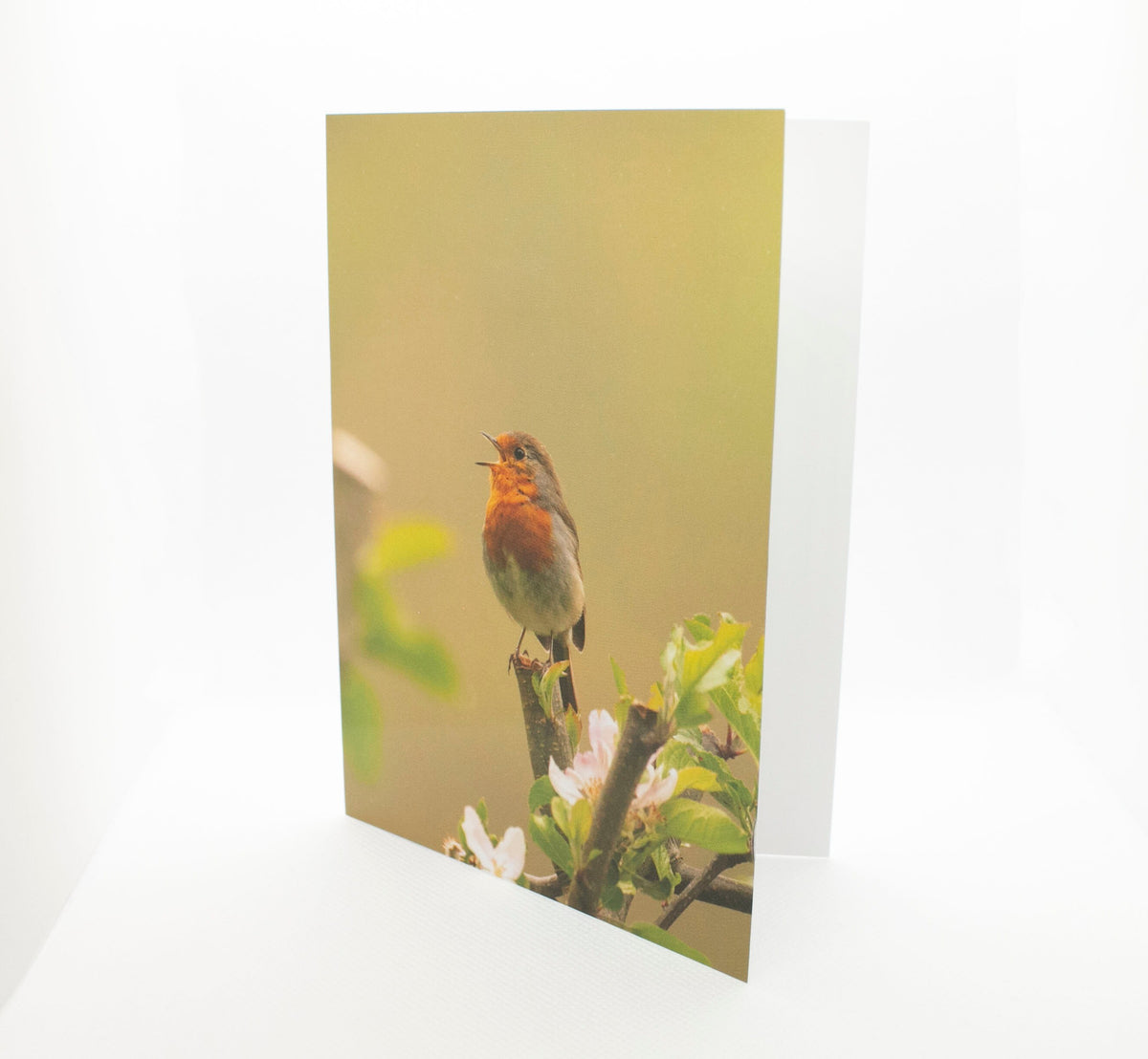 Robin Greetings Card - Bristol wildlife photography