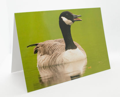 British Wildlife Greetings Cards Mix and Match Pack