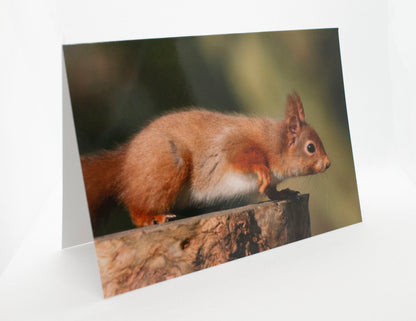 British Wildlife Greetings Cards Mix and Match Pack