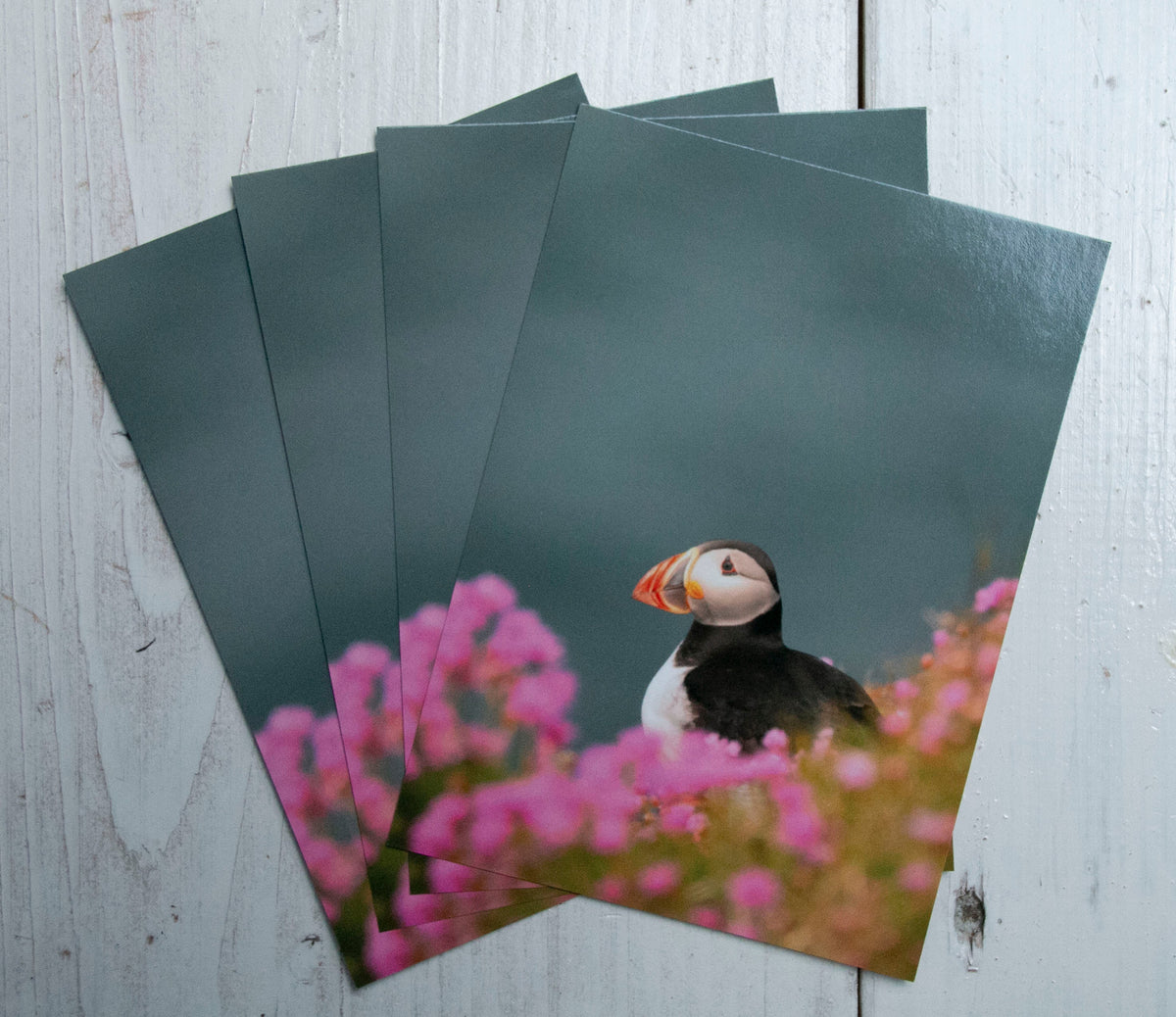 Puffin Sea Pinks Postcard - UK wildlife photography