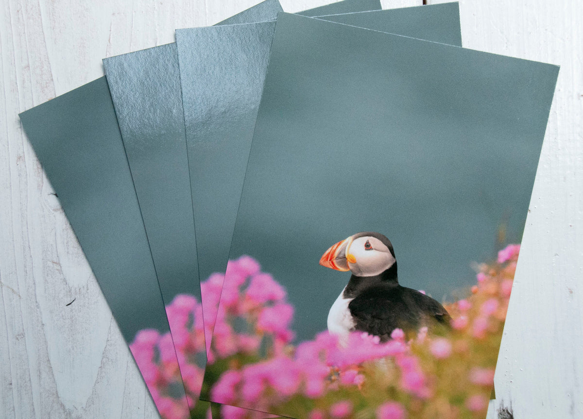 Puffin Sea Pinks Postcard - UK wildlife photography