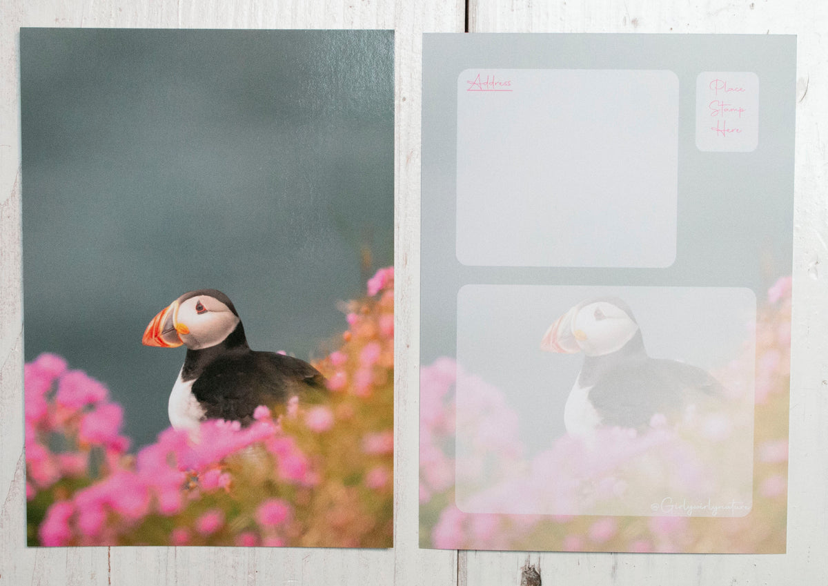 Puffin Sea Pinks Postcard - UK wildlife photography