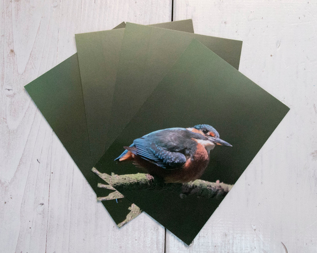 Kingfisher Postcard - UK wildlife photography