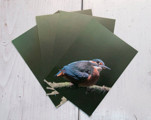 Kingfisher Postcard - UK wildlife photography