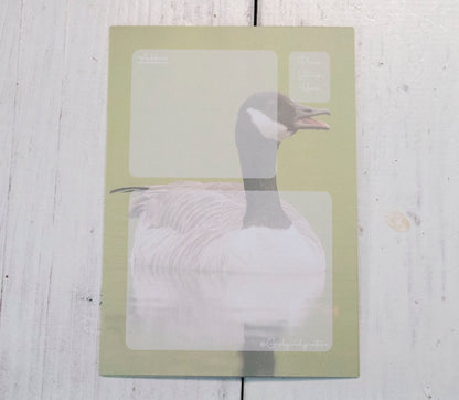 Canada Goose Postcard - UK wildlife photography