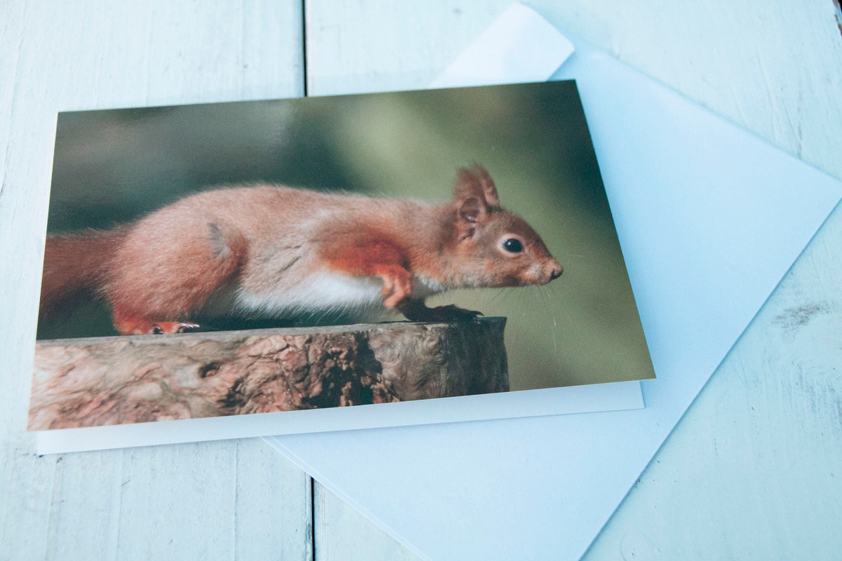 Red Squirrel Greetings Card - Dorset wildlife photography