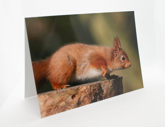 Red Squirrel Greetings Card - Dorset wildlife photography