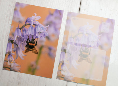Bluebells Mixed Postcard Pack - UK wildflower photography