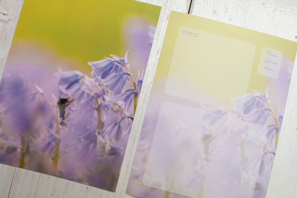 Bluebells Mixed Postcard Pack - UK wildflower photography