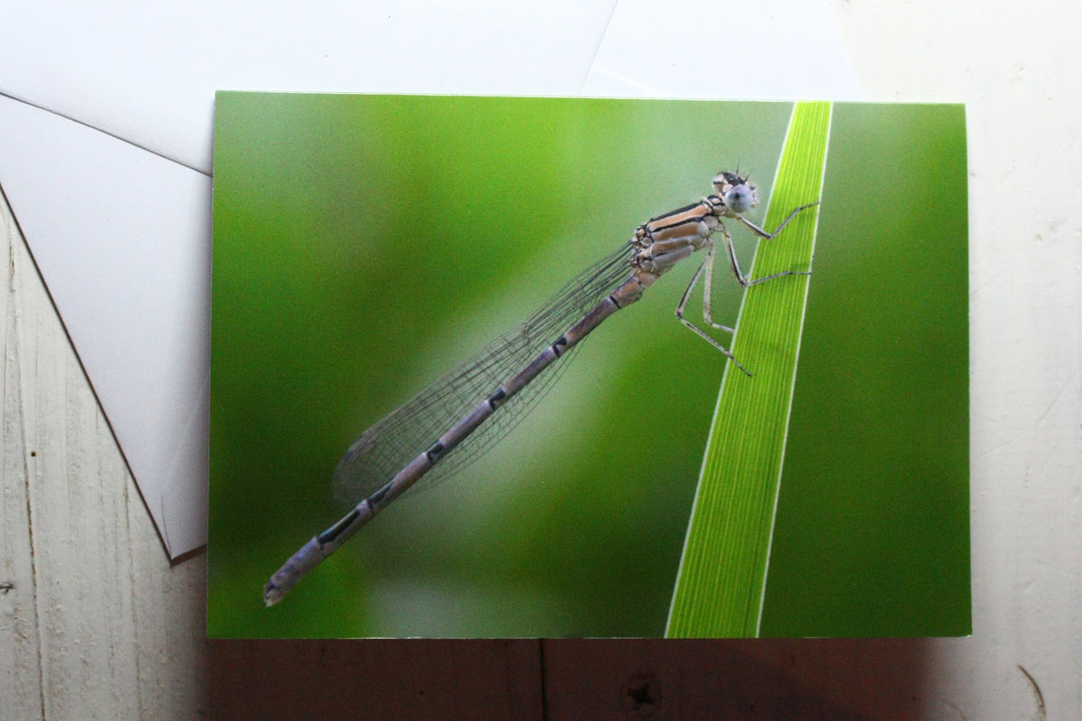 Damselfly Greetings Card - Bristol wildlife photography